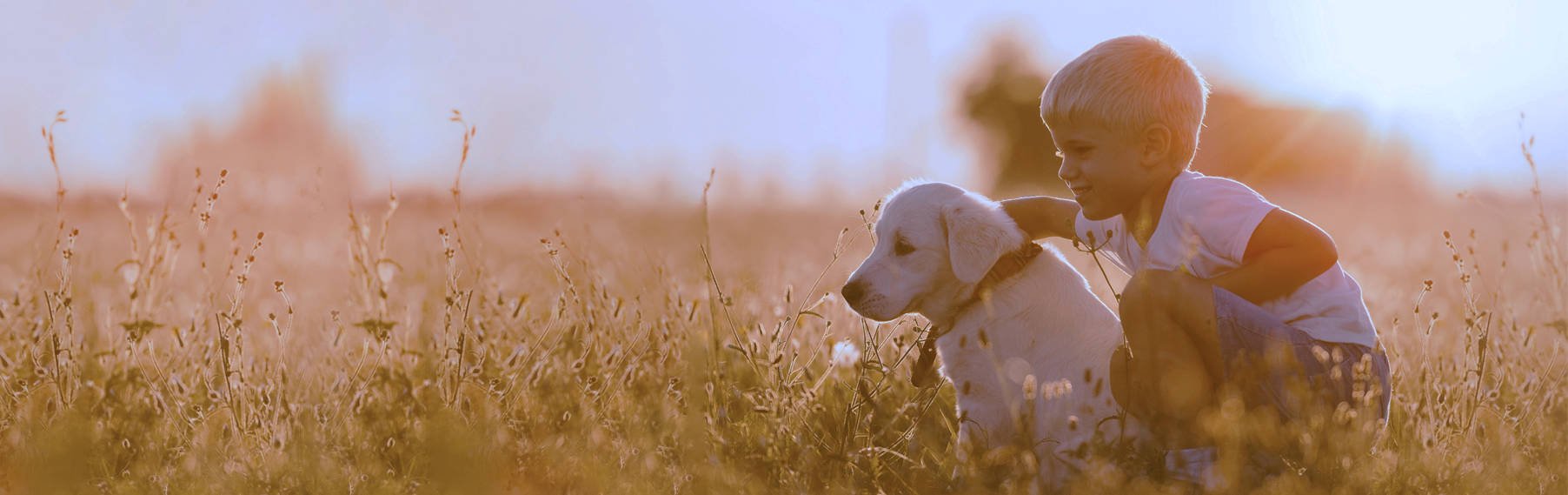 Discover Your Ideal Puppy Match! banner