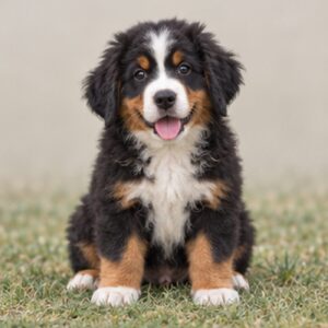 Bernese-Mountain-Dog