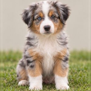 Australian Shepherd puppies for sale