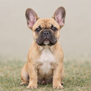 french bulldog puppy