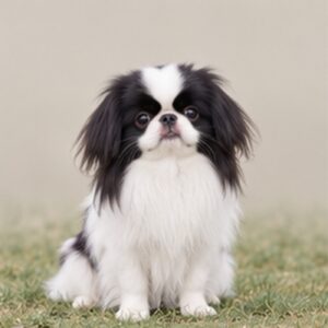 Japanese-Chin
