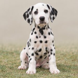 Dalmatian