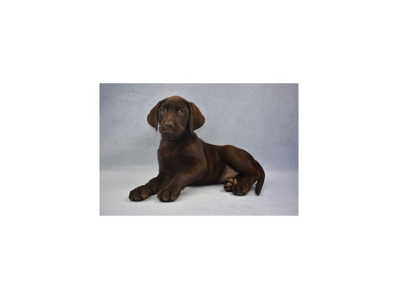 Labrador Retriever Puppy Chocolate ID2024 Located at Petland