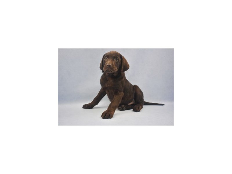 Labrador RetrieverDOGMaleChocolate2190952Petland Jacksonville, Florida