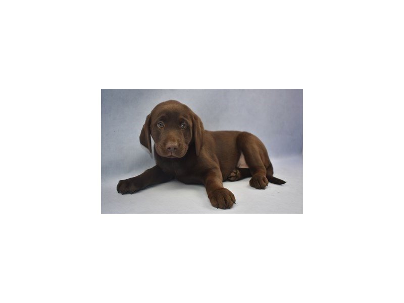 Labrador Retriever Puppy Chocolate ID2134 Located at Petland