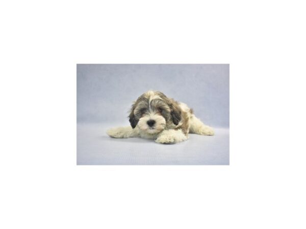 Teddy Bear DOG Male Silver Gold and White 2139 Petland Jacksonville, Florida