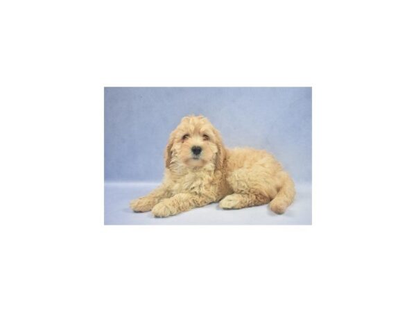 Mini Goldendoodle DOG Female Golden 2152 Petland Jacksonville, Florida