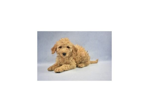 Mini Goldendoodle DOG Female Golden 2158 Petland Jacksonville, Florida