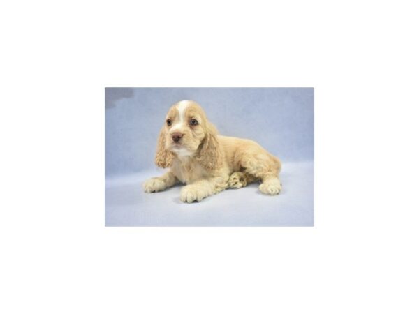 Cocker Spaniel DOG Male Buff 2161 Petland Jacksonville, Florida