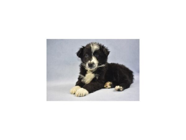 Australian Shepherd DOG Male Black and White 2163 Petland Jacksonville, Florida