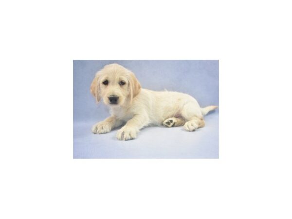 Mini Labradoodle-DOG-Male-Yellow-2166-Petland Jacksonville, Florida