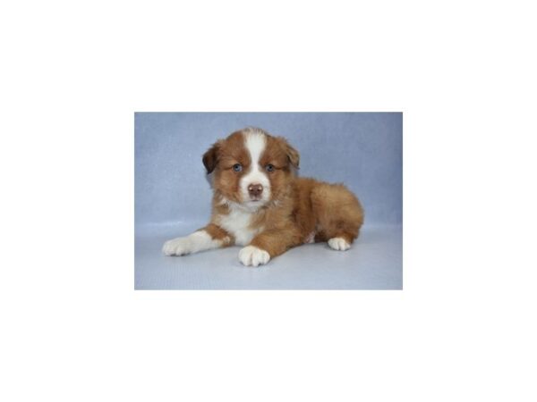 Miniature Australian Shepherd DOG Male Red and White 2168 Petland Jacksonville, Florida