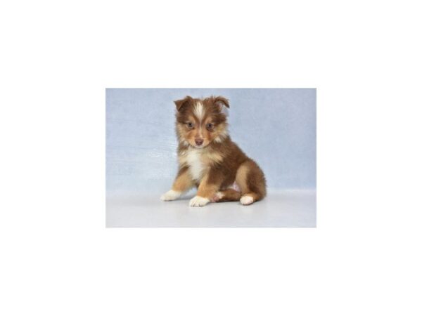 Miniature Australian Shepherd DOG Female Red and White 2184 Petland Jacksonville, Florida