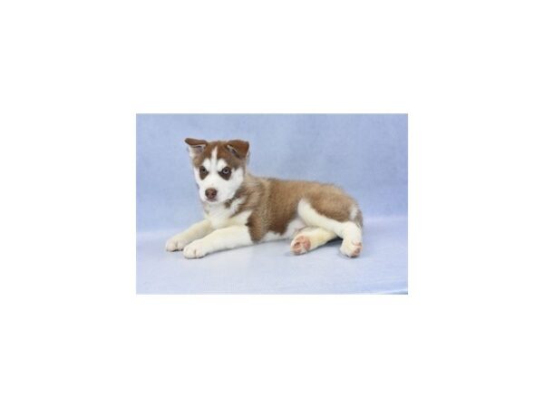 Siberian Husky DOG Male Red and White 2188 Petland Jacksonville, Florida