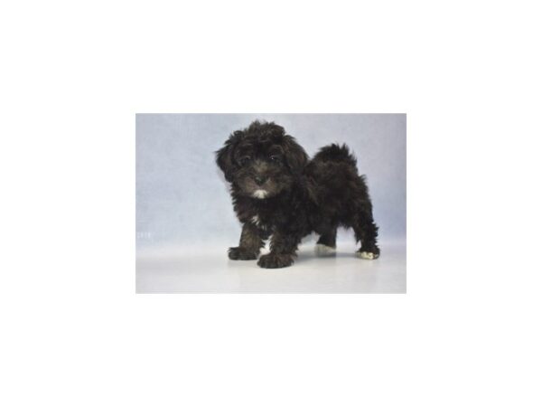 Malti-Poo DOG Male Black 2201 Petland Jacksonville, Florida