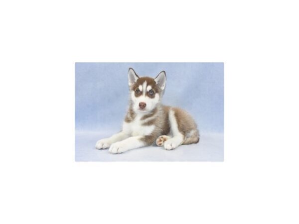 Siberian Husky DOG Male Copper and White 2207 Petland Jacksonville, Florida