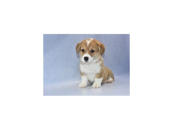 Pembroke Welsh Corgi DOG Male Sable 2211 Petland Jacksonville, Florida