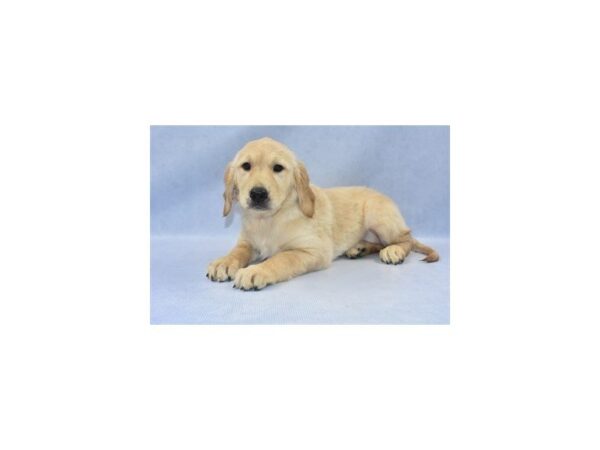 Golden Retriever DOG Female Golden 2215 Petland Jacksonville, Florida