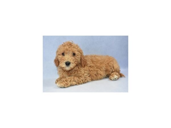 Mini Goldendoodle 2nd Gen DOG Female Golden 2233 Petland Jacksonville, Florida