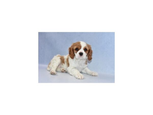 Cavalier King Charles Spaniel DOG Female Blenheim 2239 Petland Jacksonville, Florida