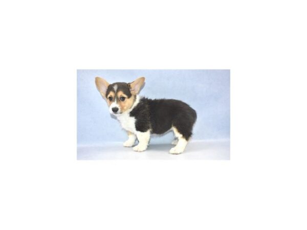 Pembroke Welsh Corgi DOG Female Black and Tan 2242 Petland Jacksonville, Florida