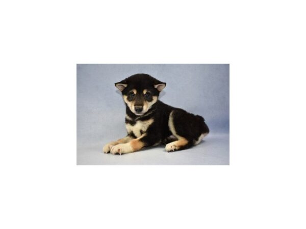 Shiba Inu DOG Male Black and Tan 2243 Petland Jacksonville, Florida