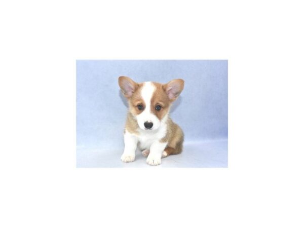 Pembroke Welsh Corgi DOG Male Sable 2244 Petland Jacksonville, Florida