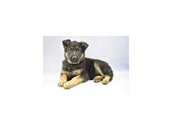 German Shepherd DOG Female Black and Tan 2275 Petland Jacksonville, Florida