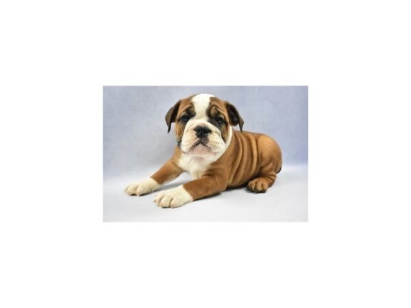 English Bulldog DOG Female Red and White 2280 Petland Jacksonville, Florida