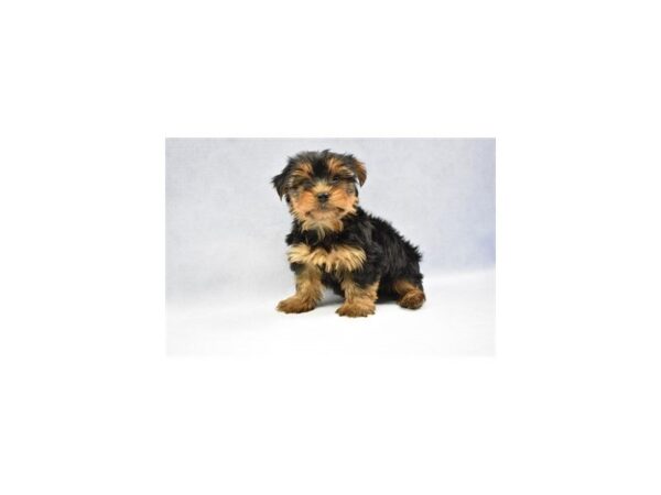 Yorkshire Terrier DOG Male Black and Tan 2284 Petland Jacksonville, Florida