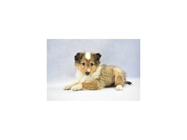 Shetland Sheepdog DOG Female Sable and White 2293 Petland Jacksonville, Florida