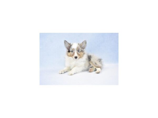 Shetland Sheepdog DOG Female Blue Merle White and Tan 2300 Petland Jacksonville, Florida