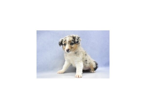 Miniature Australian Shepherd DOG Female Blue Merle White and Tan 2301 Petland Jacksonville, Florida