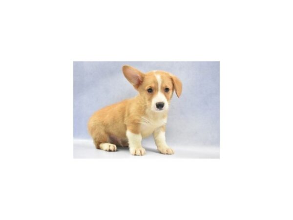 Pembroke Welsh Corgi DOG Male Red 2302 Petland Jacksonville, Florida