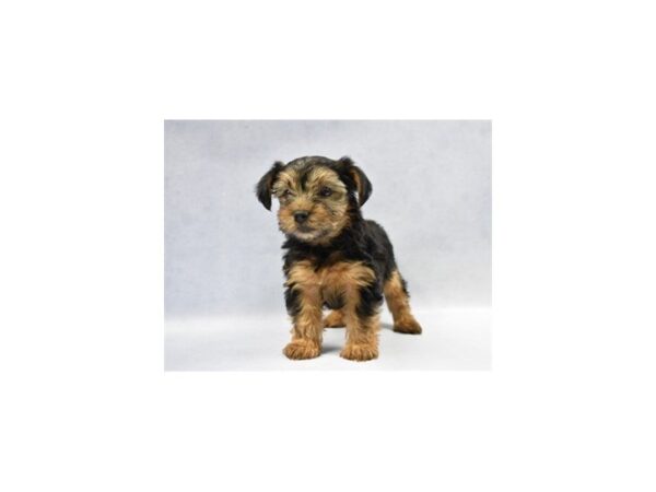 Yorkshire Terrier DOG Male Black and Tan 2311 Petland Jacksonville, Florida