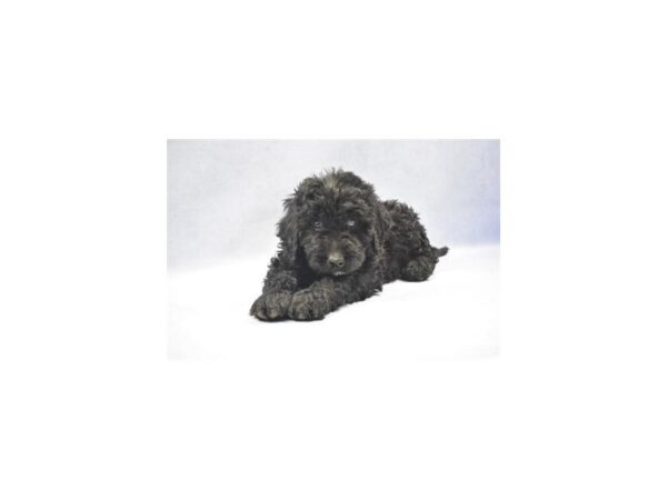 Goldendoodle DOG Male Black 2312 Petland Jacksonville, Florida