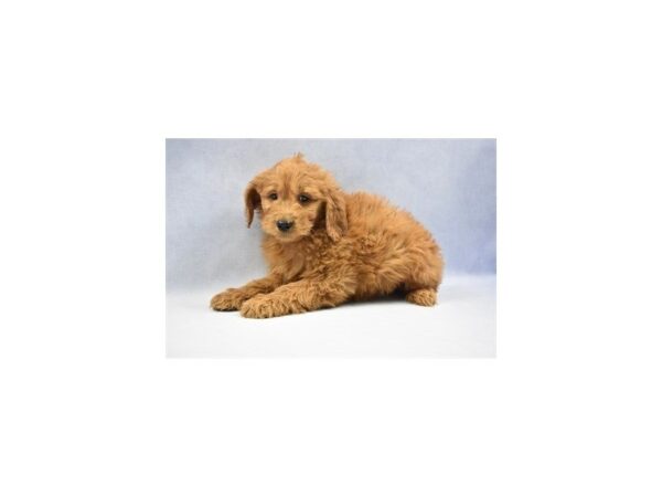 Mini Goldendoodle DOG Male Golden 2326 Petland Jacksonville, Florida