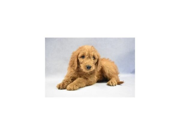 Mini Goldendoodle DOG Female Golden 2327 Petland Jacksonville, Florida