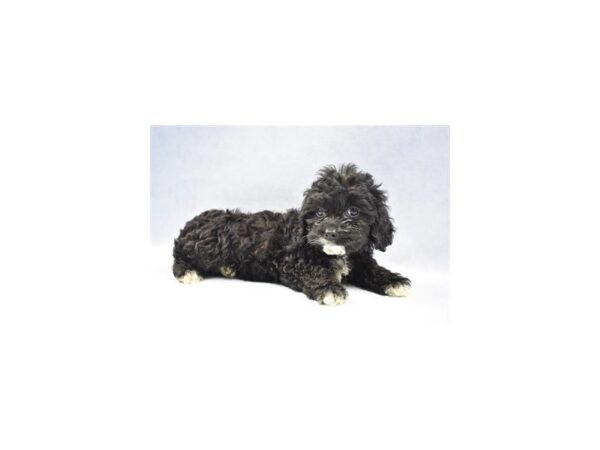 Cockapoo DOG Female Black 2333 Petland Jacksonville, Florida