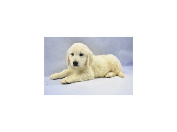 Golden Retriever DOG Male Golden 2338 Petland Jacksonville, Florida