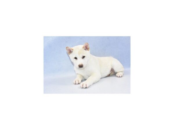 Shiba Inu DOG Male Cream 2361 Petland Jacksonville, Florida