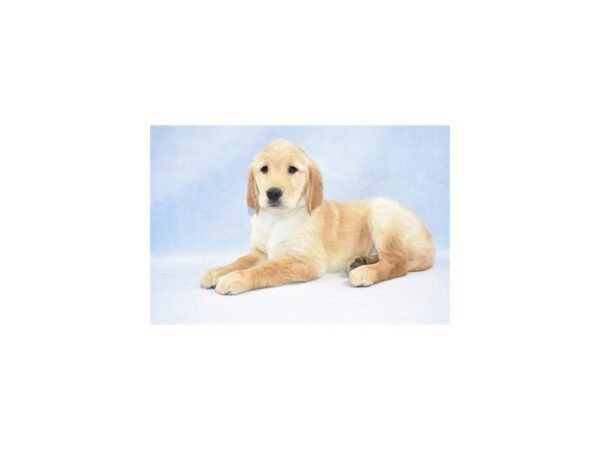 Golden Retriever DOG Female Golden 2366 Petland Jacksonville, Florida