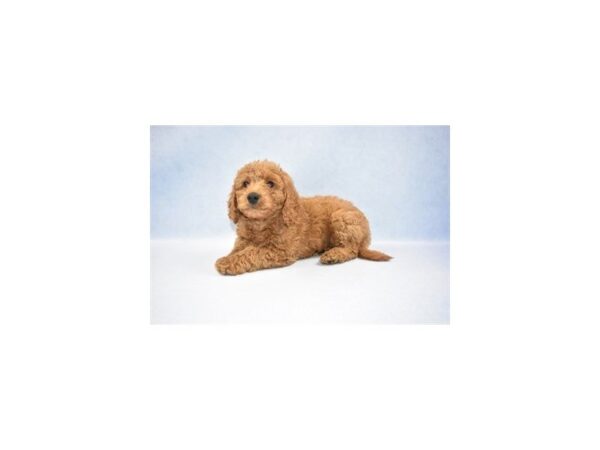 Mini Goldendoodle 2nd Gen DOG Female Red 2370 Petland Jacksonville, Florida