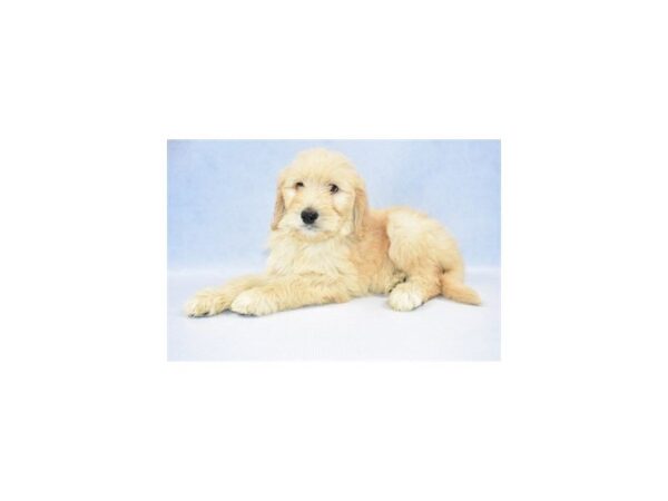 Goldendoodle DOG Female Golden 2382 Petland Jacksonville, Florida