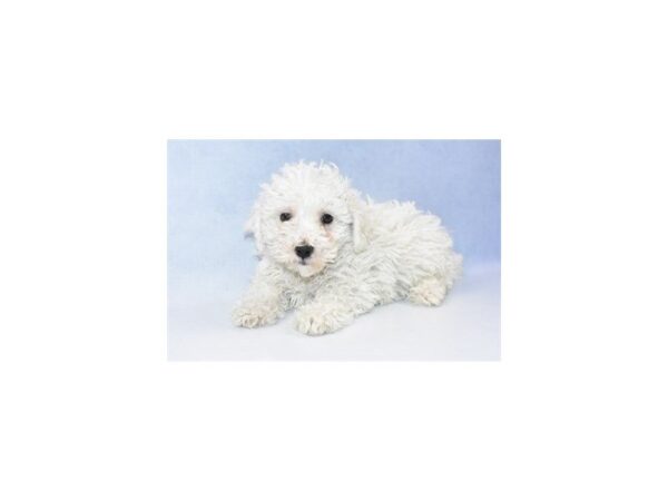 Bichon Frise DOG Male White 2390 Petland Jacksonville, Florida