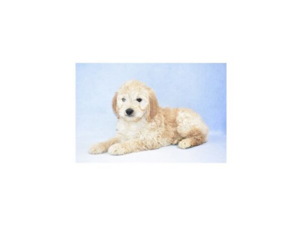 Mini Goldendoodle DOG Male Golden 2391 Petland Jacksonville, Florida