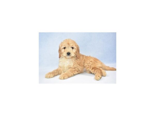 Mini Goldendoodle DOG Female Golden 2392 Petland Jacksonville, Florida