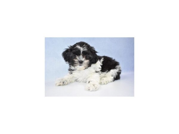 Shih Tzu DOG Male Black and White 2393 Petland Jacksonville, Florida