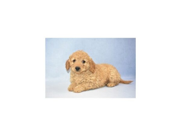 Mini Goldendoodle 2nd Gen DOG Female Golden 2401 Petland Jacksonville, Florida