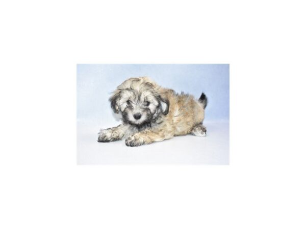 Malti-Poo DOG Male Cream 2404 Petland Jacksonville, Florida